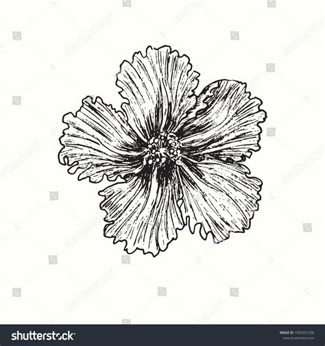 Woodcut Hibiscus Over Royalty Free Licensable Stock Illustrations