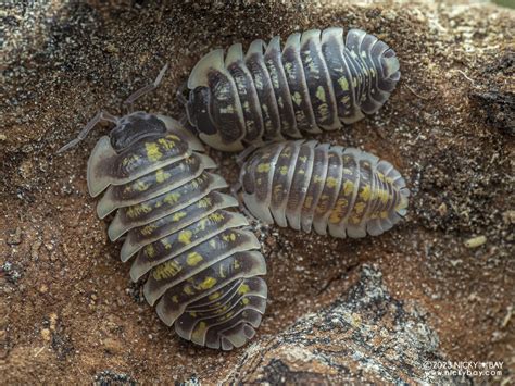 Armadillidium Ruffoi Isopod Site