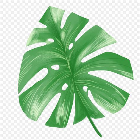 Planta De Hojas Verdes Png Verano Hojas Plantas Png Y Psd Para | The ...