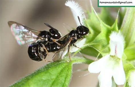 Iwatas Small Carpenter Ceratina Iwatai · Inaturalist