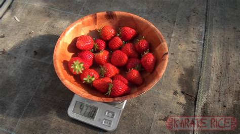 Picking Strawberries In Japan Youtube