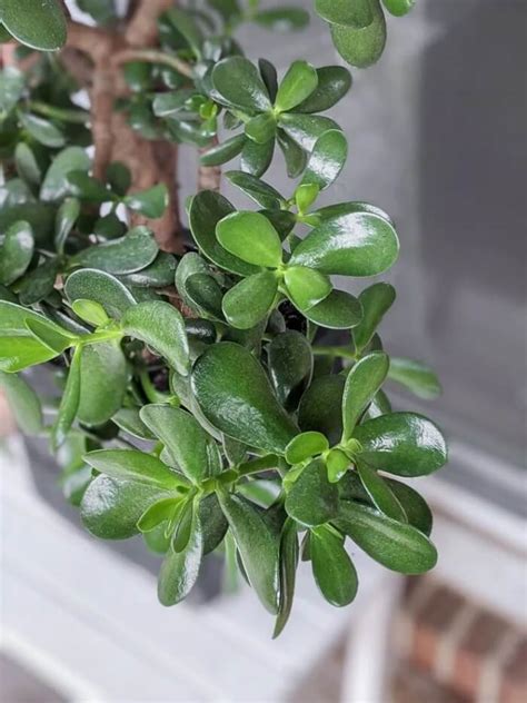 12 Indoor Plants That You Can Propagate From Leaves