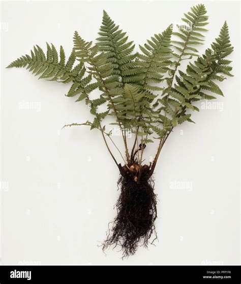 Whole Fern Plant showing Roots Stock Photo - Alamy