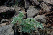 Wormwood facts and health benefits