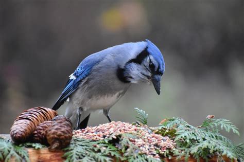 35 Common Backyard Birds in Michigan (With PHOTOS)