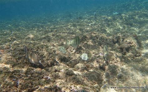 Snorkeling in Ke'e Beach, Kauai | Snorkeling in Hawaii