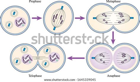 1,050 Mitotic Images, Stock Photos & Vectors | Shutterstock