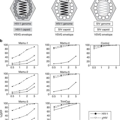 The χHIV vector escaped from restriction of rhesus TRIM5α Mamu 4 and 5