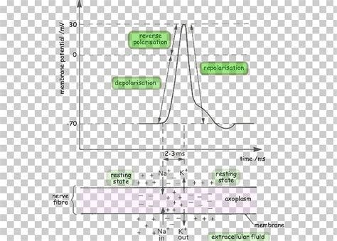 Depolarization Cell Membrane Membrane Potential Resting Potential ...