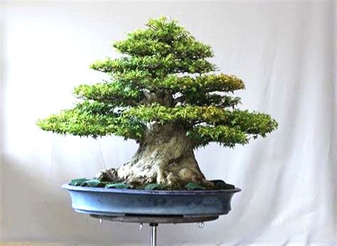 An Impressively Massive Japanese Maple Bonsai & an Equally Impressive Japanese Garden | Bonsai Bark