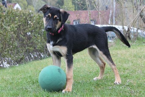 Rottweiler Lab Mix - a Lovable Malleable Breed | Labrottie.com