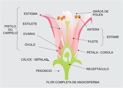 Angiospermas Microbiologia Biologia Educação