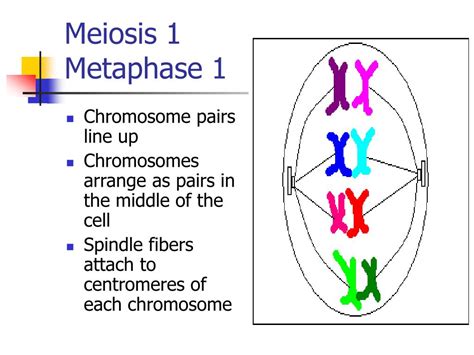 Ppt Meiosis Powerpoint Presentation Free Download Id1351638