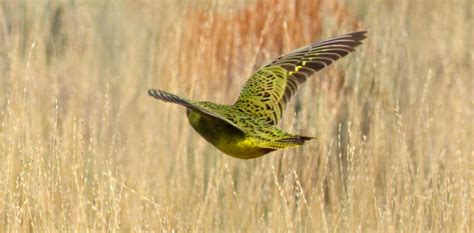 Night parrot rediscovery in WA raises questions for mining