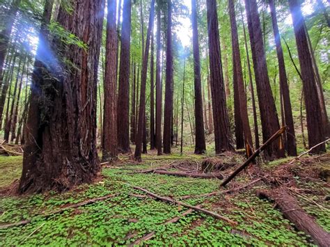 Hikers are stoked about these 5 Bay Area redwood trails | Save the ...