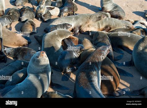 Cape Fur Seal Arctocephalus Pusillus The Female Cow Is Smaller And