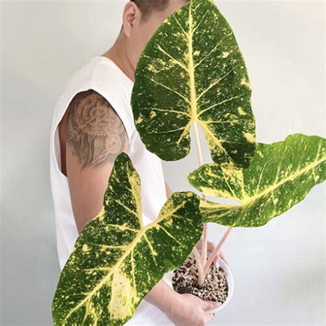 Alocasia New Guinea Gold Mm One Leaf The Jungle Collective