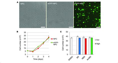 Characterization Of Human Neural Progenitor Cells Stably Expressing