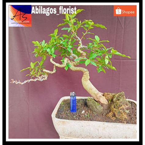 Jual Bonsai Loa Sesuai Foto Shopee Indonesia