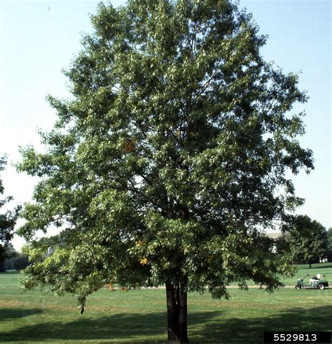 Chinkapin Oak Quercus Muehlenbergii