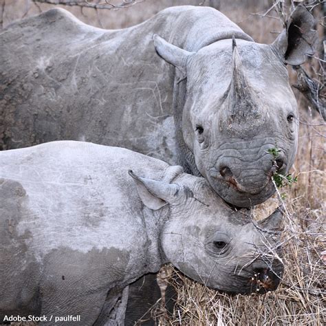 Save Black Rhinos From Poachers And Habitat Loss Take Action