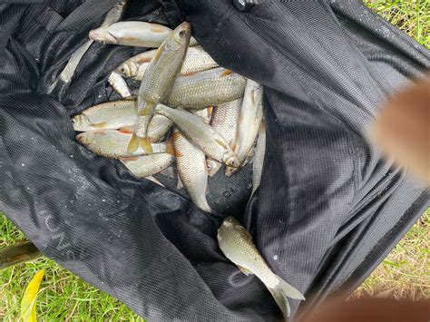 River Thames, Sonning – Barnet and District Angling Club