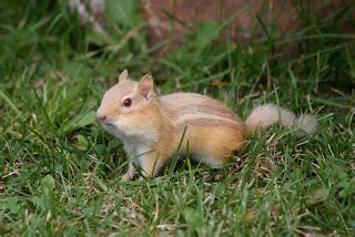 Nature Works Photography: Albino Chipmunk,7/30/10