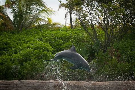 Dolphin Encounter, Nassau, Bahamas. | Dolphin encounters, Bahamas, Nassau