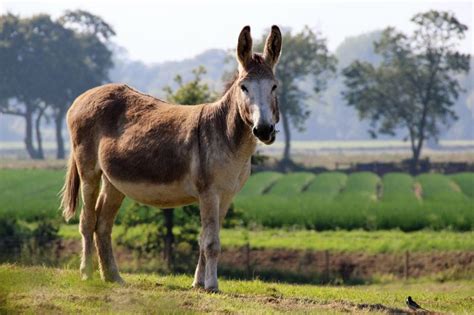 O Que Significa Mula - Mula | Características, historia, comportamiento, genética | Animal