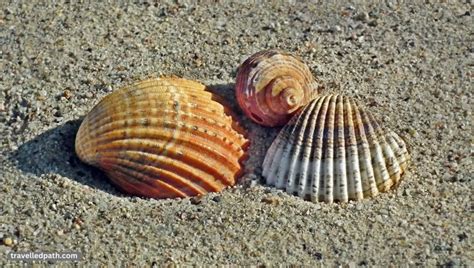 The Best Shelling Beaches In East Coast Florida Travelled Path