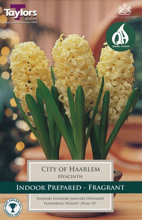 Indoor Prepared Hyacinth City Of Haarlem Merryhatton Garden Centre