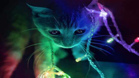 Rainbow Cat Wallpapers Top Free Rainbow Cat Backgrounds Wallpaperaccess