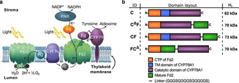 Ferredoxin In Photosynthesis