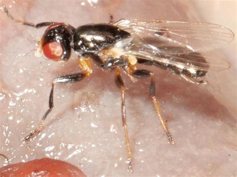 Cheese Skipper Fly Piophila Casei Woodlands Historic Park