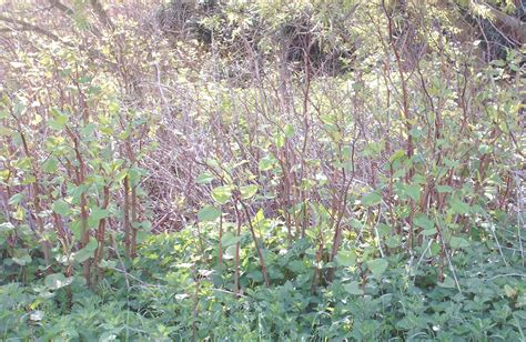 House Sale With Hidden Extra Japanese Knotweed Go Contaminated Land