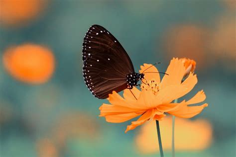 Black Butterfly Meaning The Spiritual Signs To Know