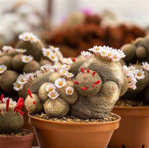 Mammillaria-Varieties & Care Instructions | Steve Walton's