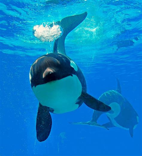 115 best Killer whales images on Pinterest