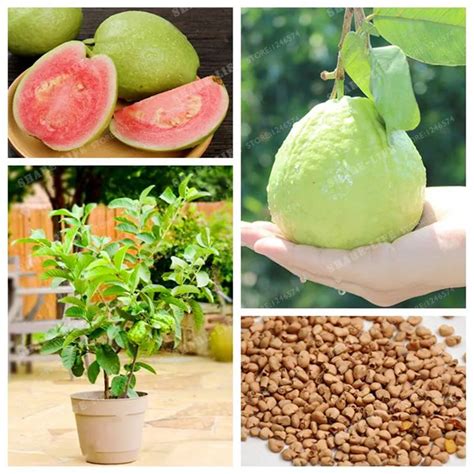 100 Pcsbag Guava Bonsai Organic Vegetable Fruit Psidium Guajava Bonsai