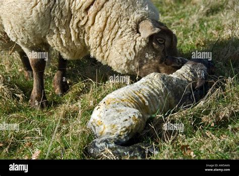 Sheep Giving Birth Hi Res Stock Photography And Images Alamy