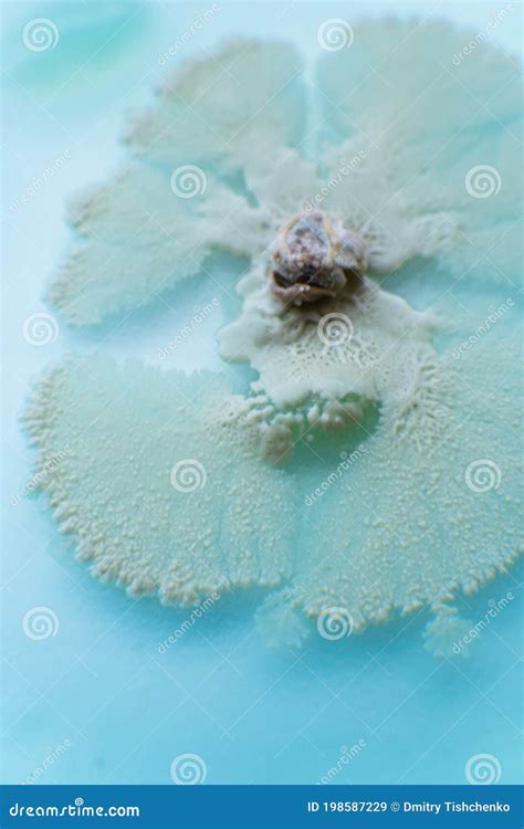 Mushroom Cultivation Macro Top View Fungi Culture On Petri Dish