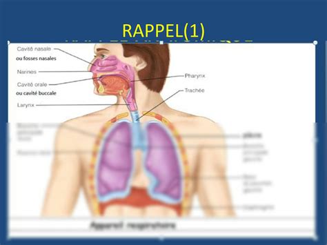 Solution Physiopathologie De L Insuffisance Respiratoire Aigue Studypool