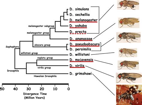 Phylogenetic Tree Of 12 Drosophila Species Our Datasets Include 3′ Utrs