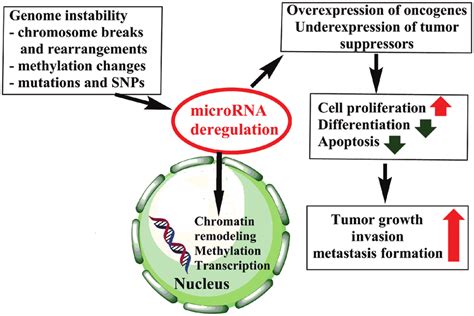 Schematic Representation Of The Relevance Of Microrna Dysregulation In