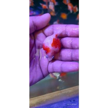 Jual Ikan Hias Mas Koki Mutiara Size S Shopee Indonesia