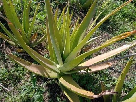 Herbal Aloe Vera Pulp Loose At Rs 60 Kilogram In Pune ID 22191000730