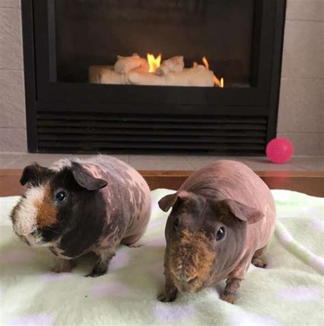 Naked Guinea Pigs Have Snacks For Every Occasion The Dodo