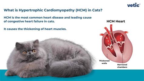 Hcm In Cats Congestive Heart Failure In Cat Breeds