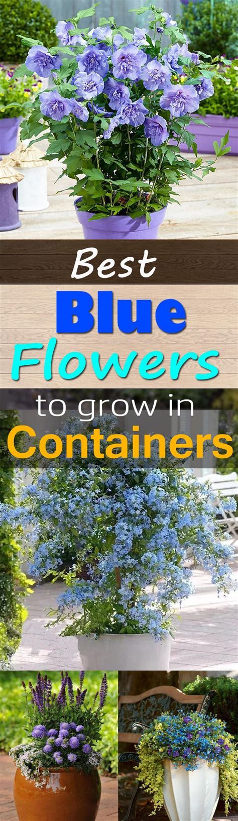 36 Best Blue Flowers To Grow In Containers