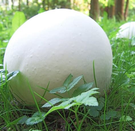 Purchawica Olbrzymia Calvatia Gigantea Grzybnia Do Ogrodu Ml Cena